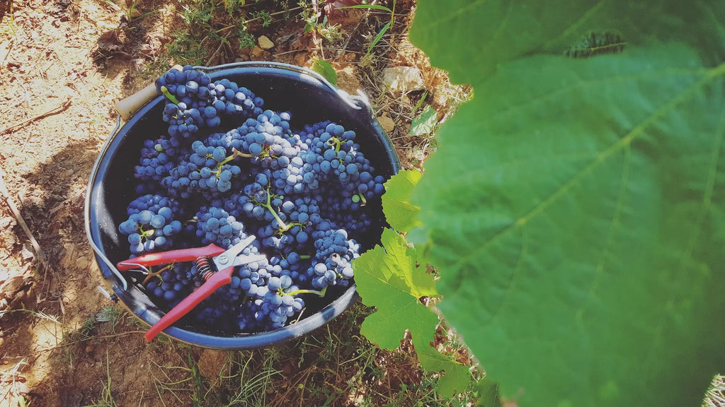 Guide des Vins de Bourgogne Rouge Grand Cru